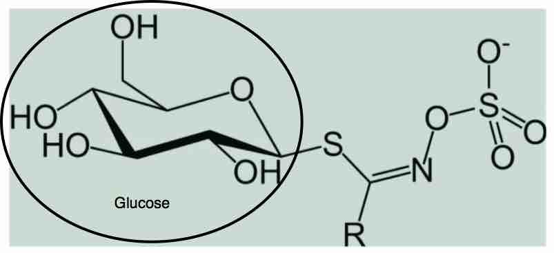 Structure of glucosinolate.