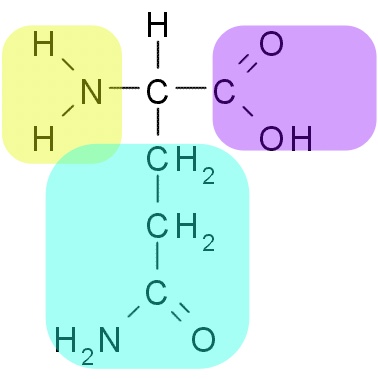 Glutamine structure R Glutamine structure R