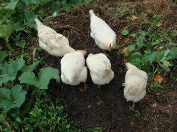 A gourmet feast by our free range hens on the produce of our worm farms is another power synergy of green living. A gourmet feast by our free range hens on the produce of our worm farms is another power synergy of green living.