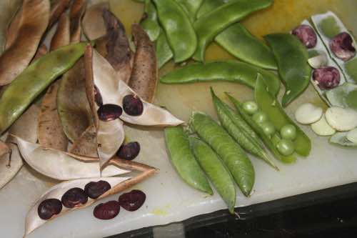 Green and dried lima beans Green and dried lima beans