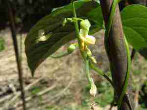 Green bean flowers are typical in urban agriculture. Green bean flowers are typical in urban agriculture.