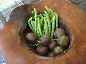 Green beans and granadillas in my garden hat.