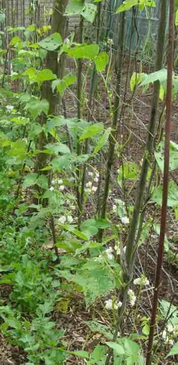 Green beans in flower. Green beans in flower.