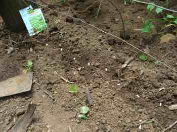 The bean seeds should be planted directly in the ground, in rows on a fence or trellis if they are climbers. The bean seeds should be planted directly in the ground, in rows on a fence or trellis if they are climbers.