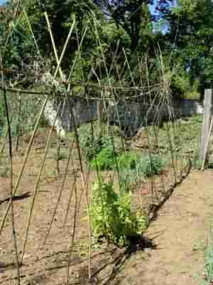 Climbing lima beans need a strong supporting trellis to grow on. Climbing lima beans need a strong supporting trellis to grow on.