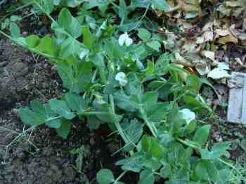 Green pea flowers rely on pollination by the bees. Green pea flowers rely on pollination by the bees.