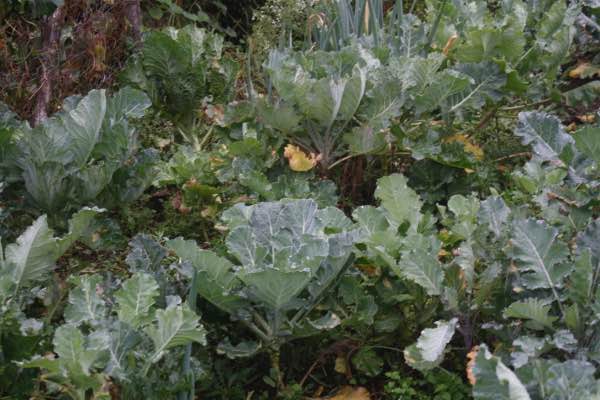 Greens in abundance