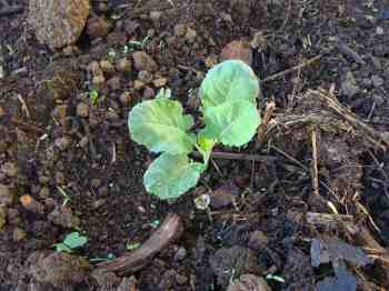 Grow broccoli seedling Grow broccoli seedling