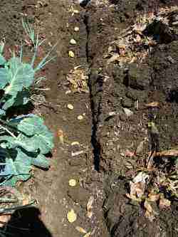 Grow potatoes Grow potatoes