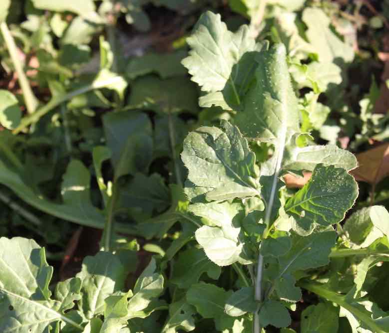 Rocket grow your own Rocket grow your own