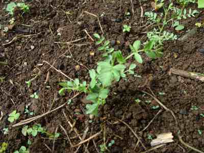 Young plants from growing chickpeas. Young plants from growing chickpeas.