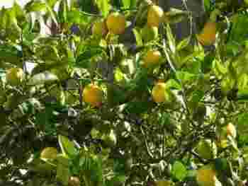 Lemon tree opt Lemon tree opt