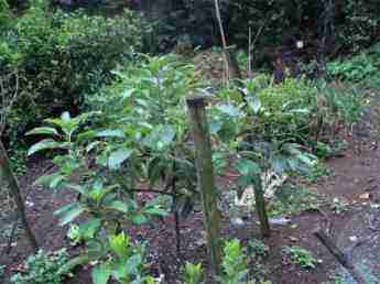 Growing a Pinkerton avocado tree. Growing a Pinkerton avocado tree.