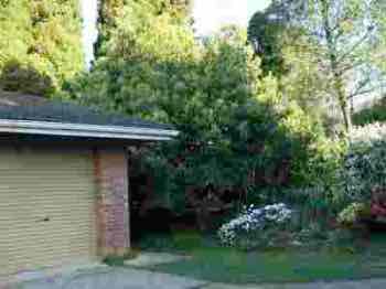 Our Hass avocado is nearly forty years old. Our Hass avocado is nearly forty years old.