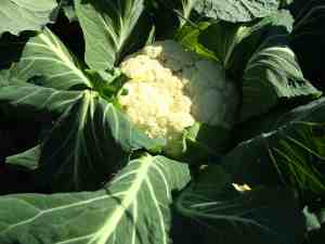 Growing cauliflower
