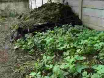 Growing chickpeas and beans compost. Growing chickpeas and beans compost.