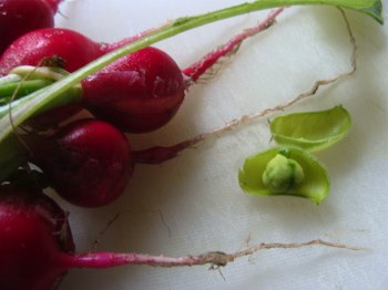 Growing radishes and chickpeas first. Growing radishes and chickpeas first.