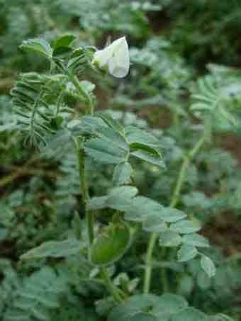 Flowers and pods from growing chickpeas. Flowers and pods from growing chickpeas.