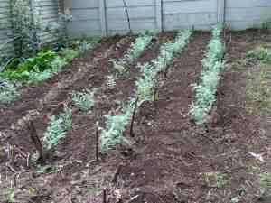 Chickpeas in rows after being weeded. Chickpeas in rows after being weeded.
