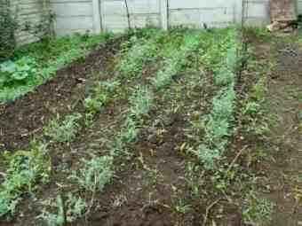 Chickpeas in rows. Chickpeas in rows.