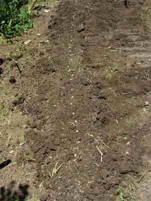 Planting sprouted seeds for growing chickpeas. Planting sprouted seeds for growing chickpeas.