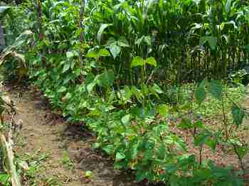 Growing green beans on a garden fence is not difficult. Growing green beans on a garden fence is not difficult.