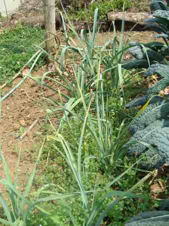 Grow your leeks amongst your other vegetables to keep the bugs at bay. Grow your leeks amongst your other vegetables to keep the bugs at bay.