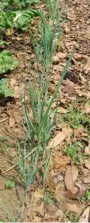 Leeks are slow growing. Leeks are slow growing.