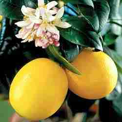 Lemon tree fruit and flowers opt Lemon tree fruit and flowers opt