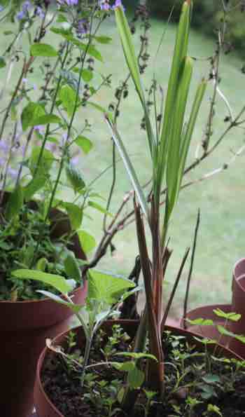 Growing lemongrass Growing lemongrass