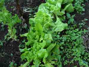 Growing lettuce in the winter garden.