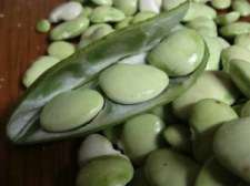 Growing lima beans is an alternative to mutton for protein. Growing lima beans is an alternative to mutton for protein.