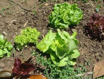Growing many kinds of lettuces using worm farm vermicompost.