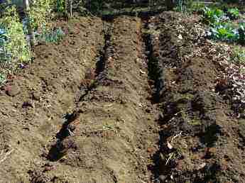 Growing potatoes means digging trenches.