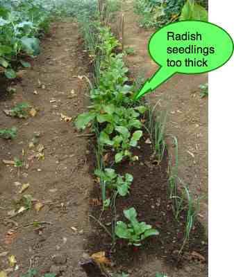 Growing radish too thick Growing radish too thick
