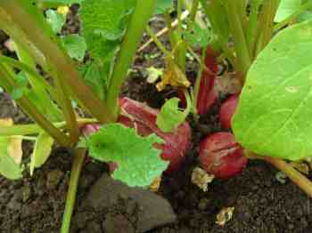 Growing radish, planted a little shallowly. Growing radish, planted a little shallowly.