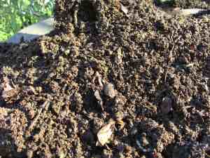 Well matured compost for spinach Well matured compost for spinach