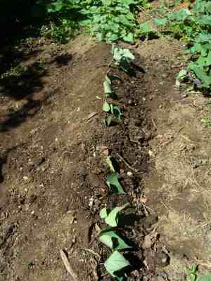 Growing sweet potatoes Growing sweet potatoes