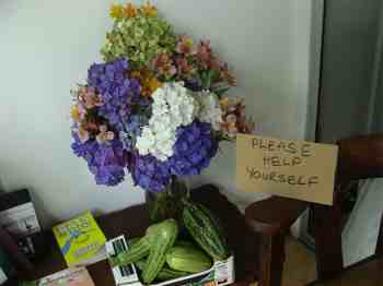 Growing zucchini excess Growing zucchini excess