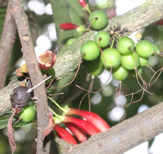 Hallaria Lucida flowers and seeds Hallaria Lucida flowers and seeds