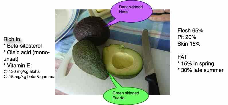 Avocado fat contents showing avos