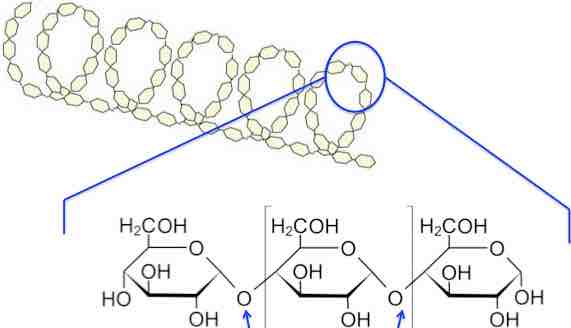 Helical twisted structure of amylose Helical twisted structure of amylose