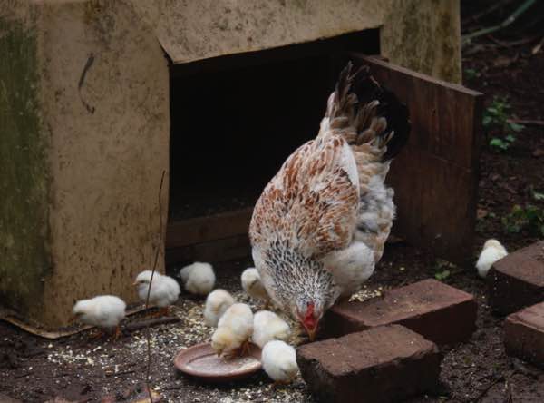 Hen and nine chicks