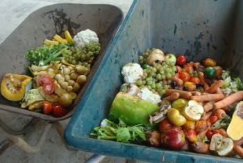 Hen and worm farm food in barrows.