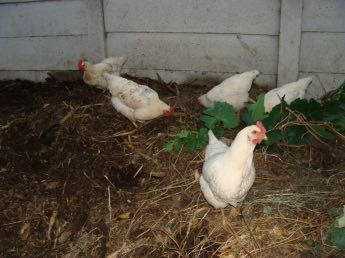 Hens in the compost heap Hens in the compost heap