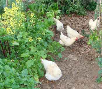 Eggs from hens that feed on greens are rich in phytochemicals. Eggs from hens that feed on greens are rich in phytochemicals.