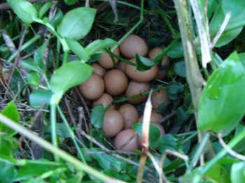 Eggs 19 hidden nesting place Eggs 19 hidden nesting place