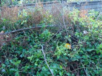 Hidden nesting place requiring that the eggs be tested for freshness. Hidden nesting place requiring that the eggs be tested for freshness.