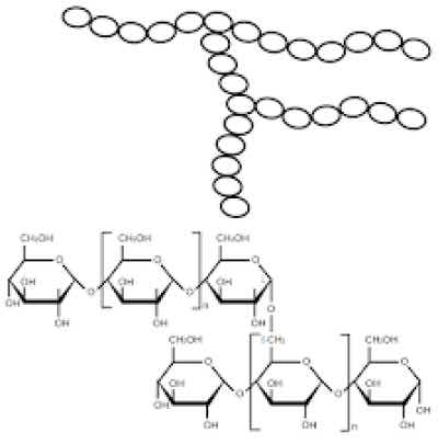Highly branched chains of amylopectin Highly branched chains of amylopectin