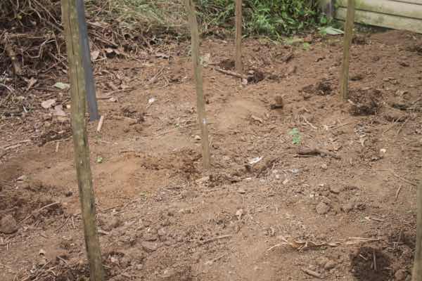 Holes and poles ready for the broad bean seeds